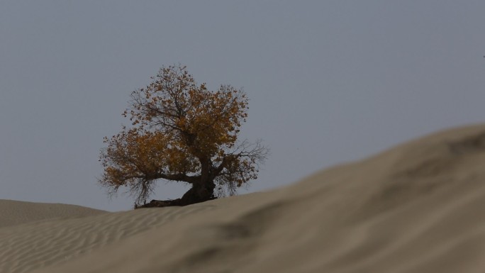 沙漠孤单的胡杨树在夏日热浪中黄叶伫立