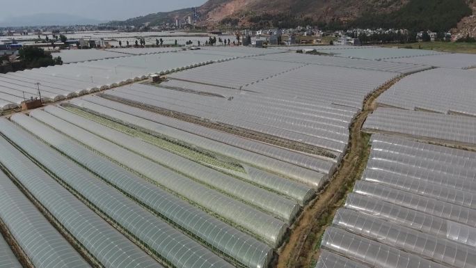 航拍云南陆良县大面积蔬菜棚种植农田农业