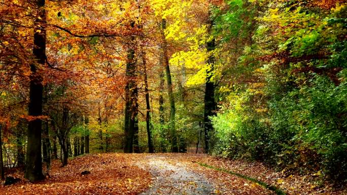 秋天的森林景色大美风光美丽风景壁画油画质