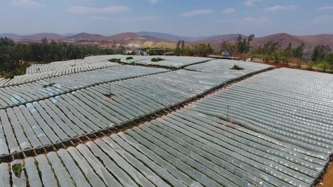 航拍云南元谋县葡萄种植农业发展水果葡萄