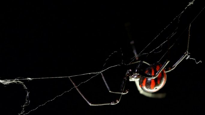 黑寡妇蜘蛛动物世界蜘蛛网大自然特写