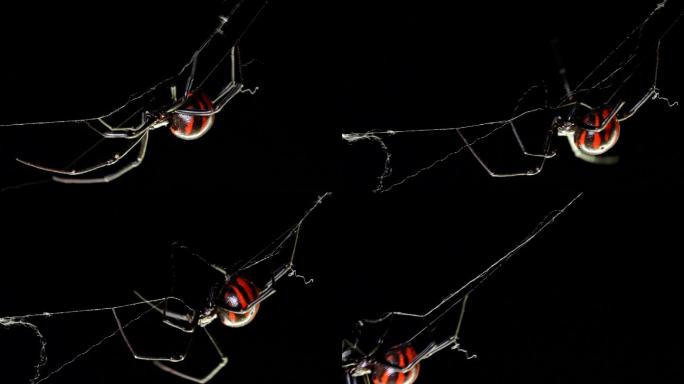 黑寡妇蜘蛛动物世界蜘蛛网大自然特写