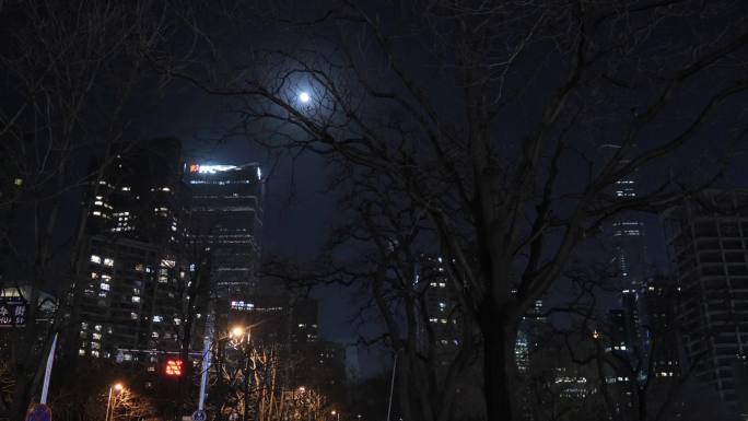 夜晚城市高楼中明亮的月亮之下的枯树