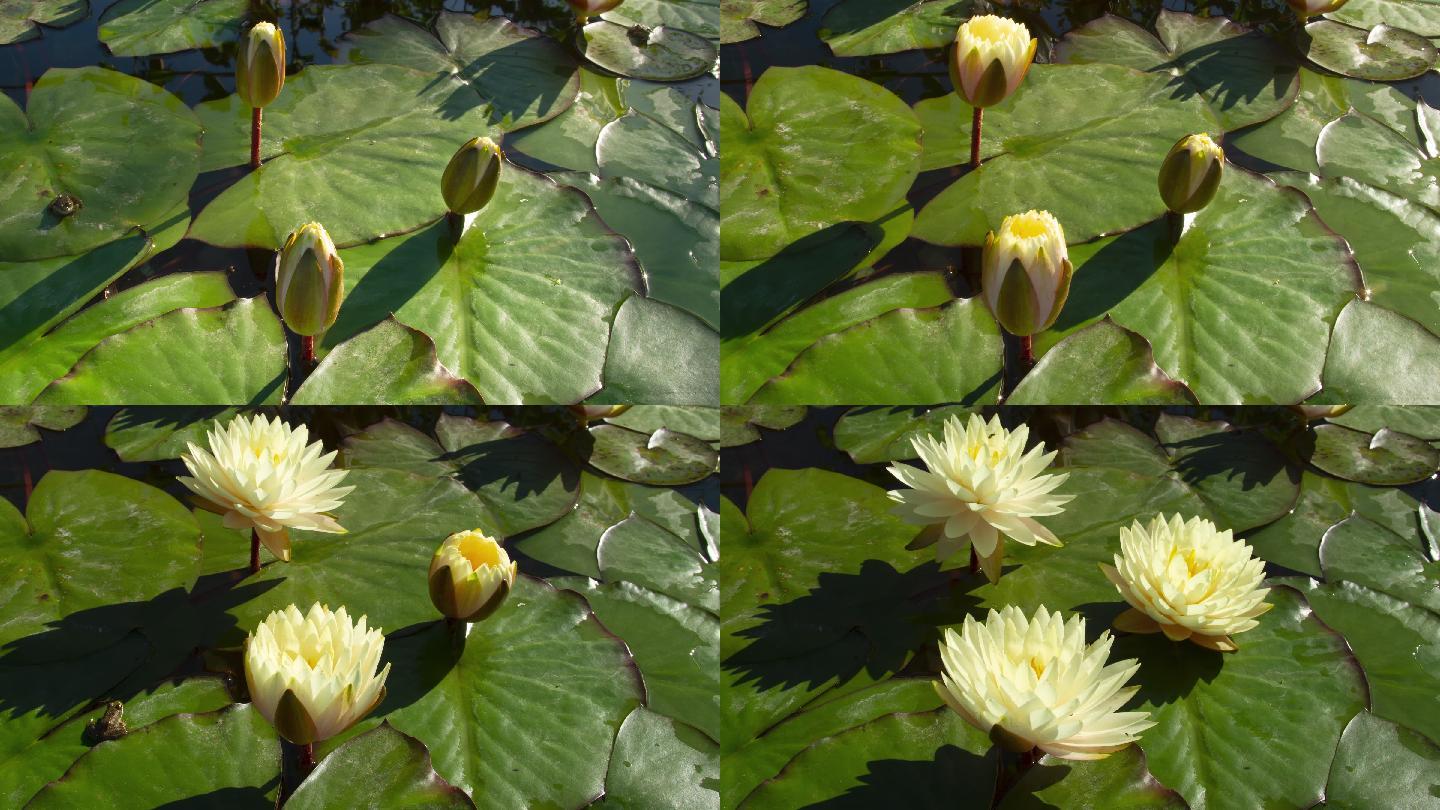 盛开的睡莲开花过程花开过程延时莲花开