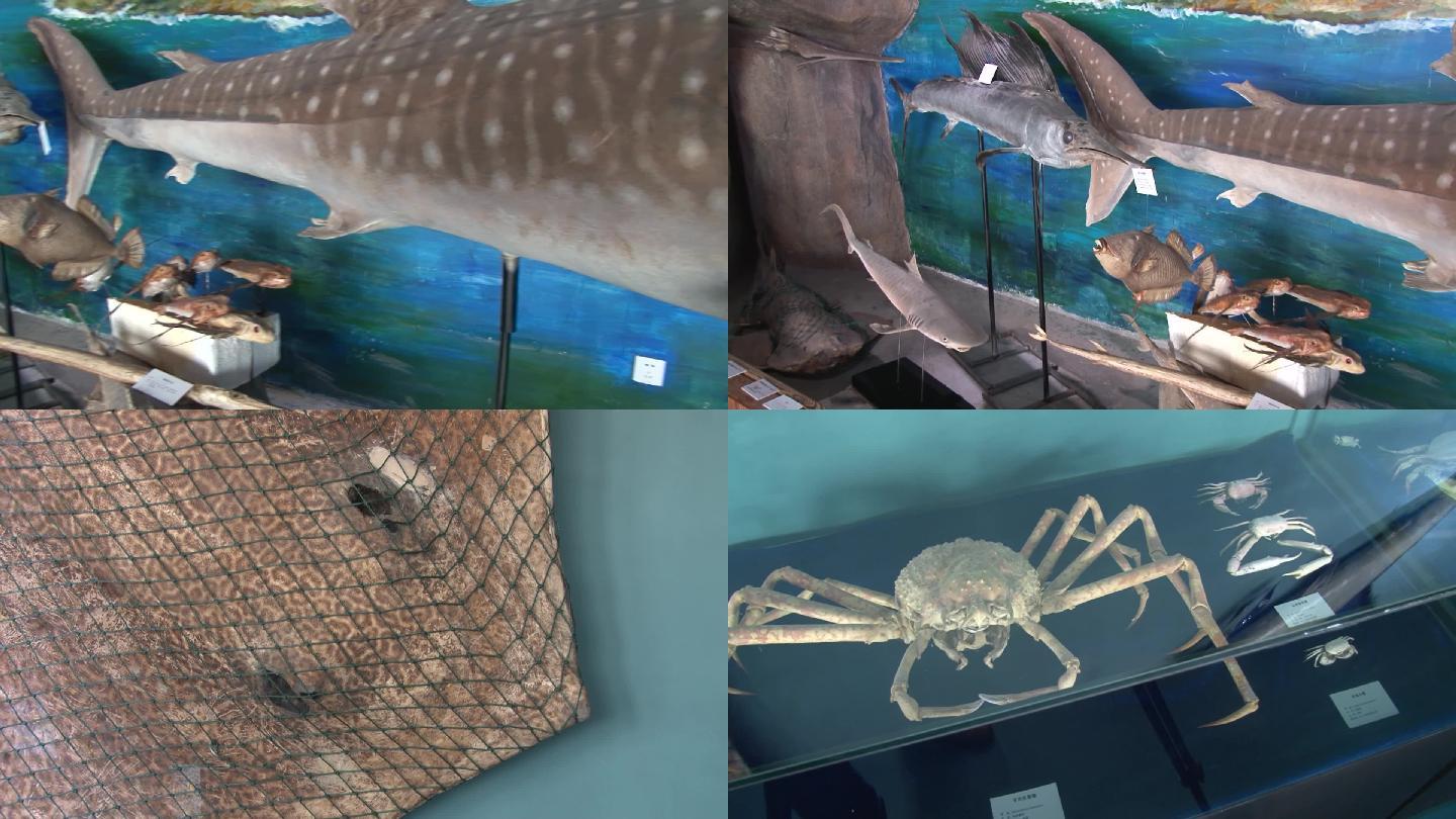 各种海洋生物标本：鱼和蟹