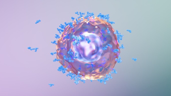 免疫系统激活B细胞产生释放抗体抗病毒06