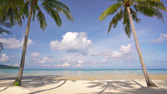 热带沙滩的棕榈门树