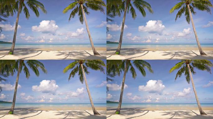 热带沙滩的棕榈门树