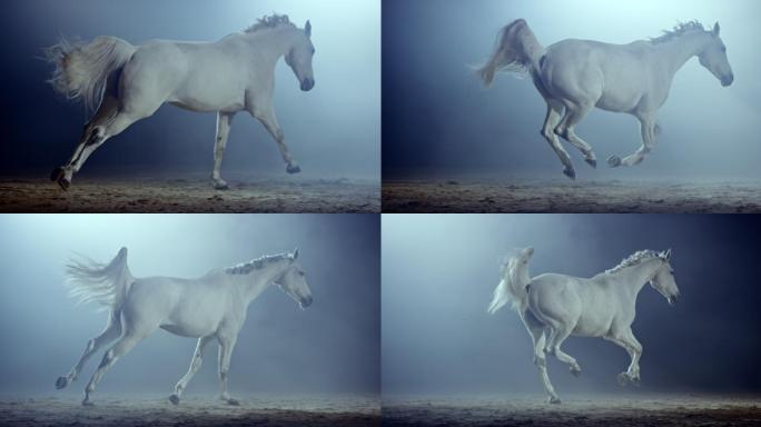 白马在夜间疾驰白马奔跑力量训练