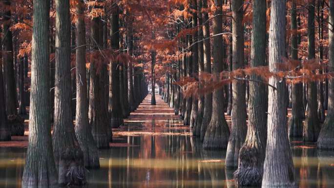 秋天水上池杉树素材