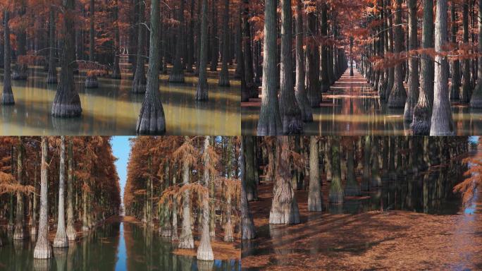 秋天水上池杉树素材