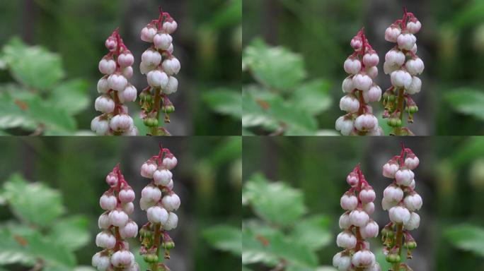 野花微风公园花草绿色自然