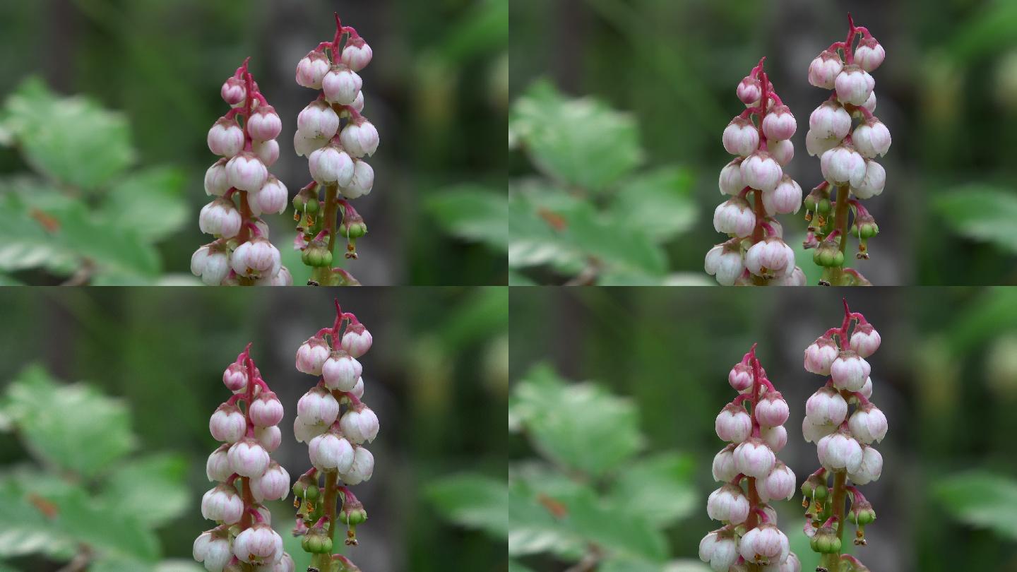 野花微风公园花草绿色自然