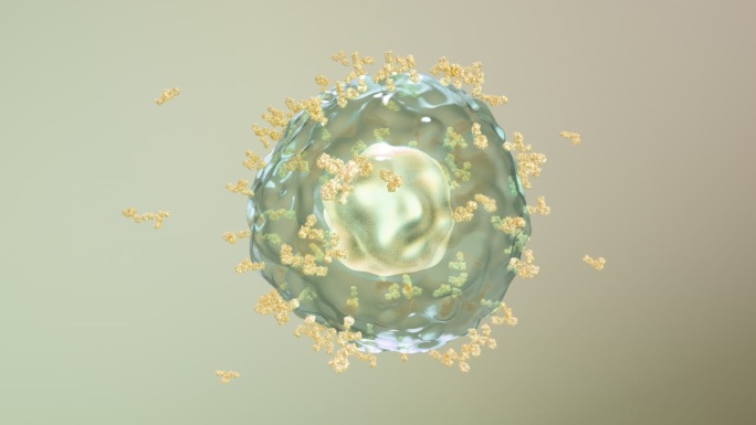 免疫系统激活B细胞产生释放抗体抗病毒05
