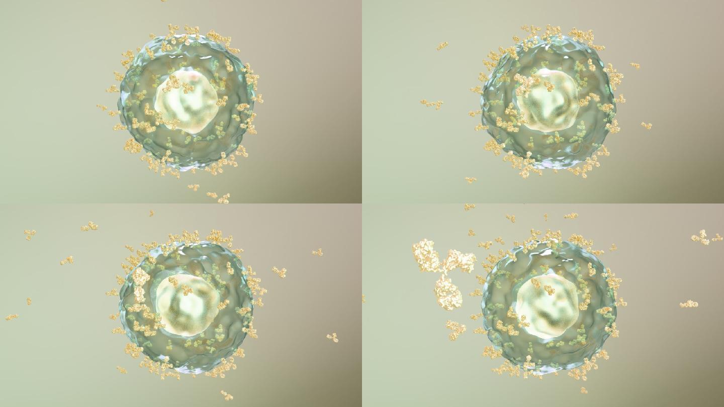 免疫系统激活B细胞产生释放抗体抗病毒05