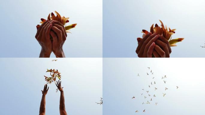 手抛出的种子翅在空中飞舞。
