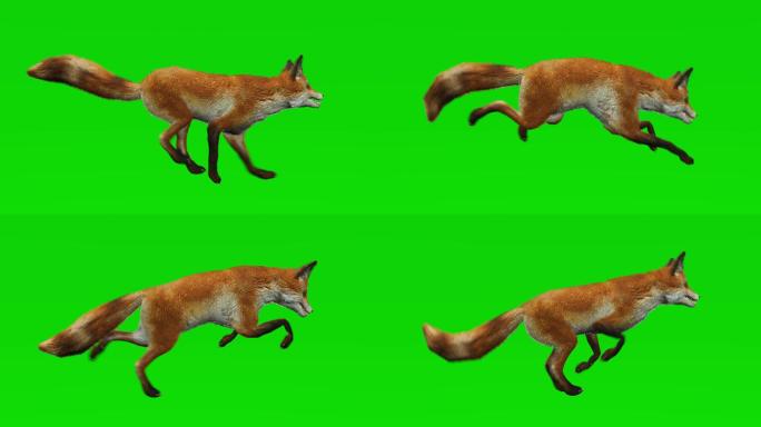 狐狸在绿色屏幕上奔跑