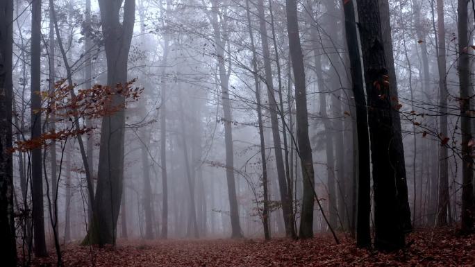 云雾缭绕的森林幽暗丛林原始树林凌晨傍晚