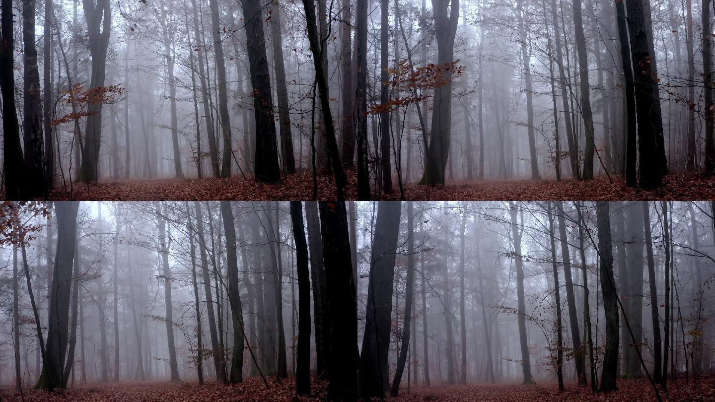 云雾缭绕的森林幽暗丛林原始树林凌晨傍晚