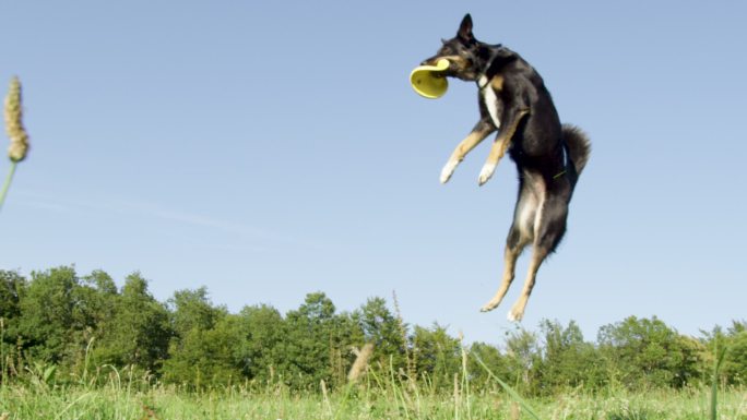 精力充沛的边境牧羊犬在空中抓住飞盘。
