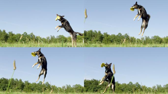精力充沛的边境牧羊犬在空中抓住飞盘。