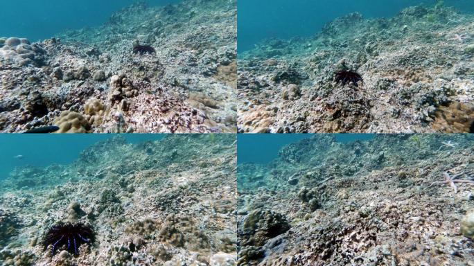 水下漂白珊瑚礁上仅存少量珊瑚