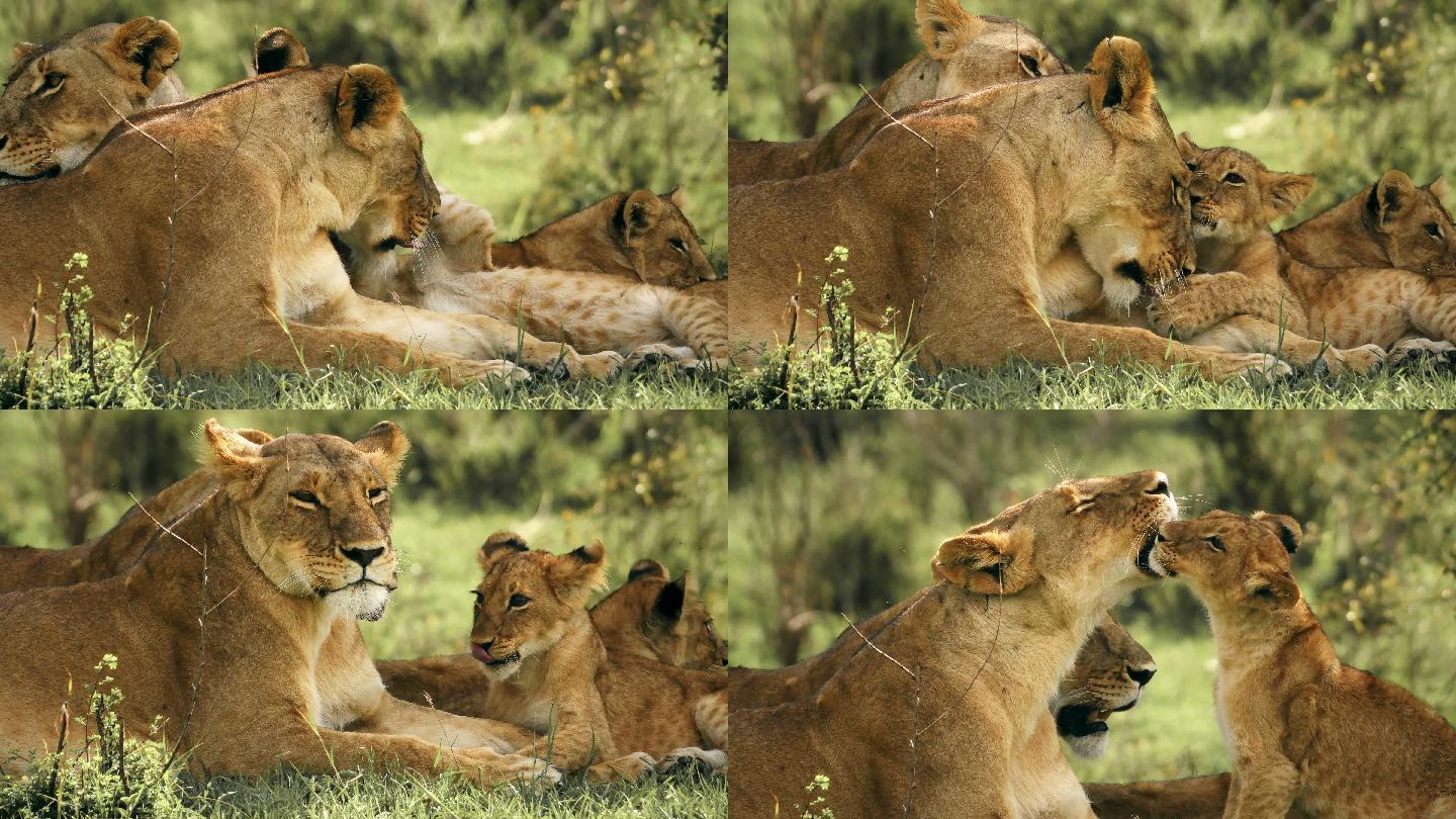 母狮为幼崽梳理毛发