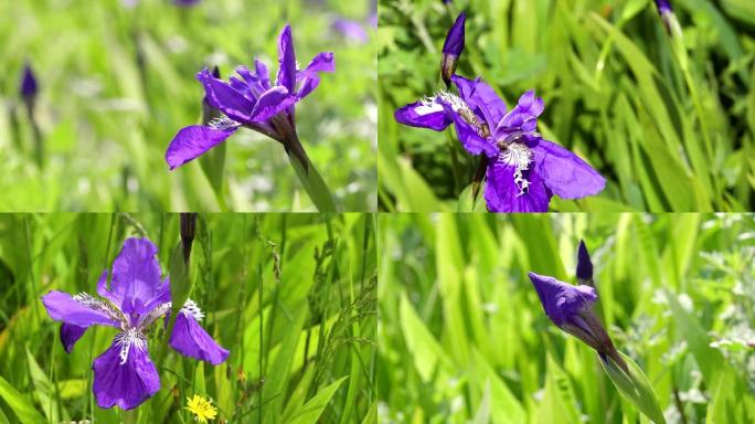 马兰花、鲜花盛开、花朵特写 02