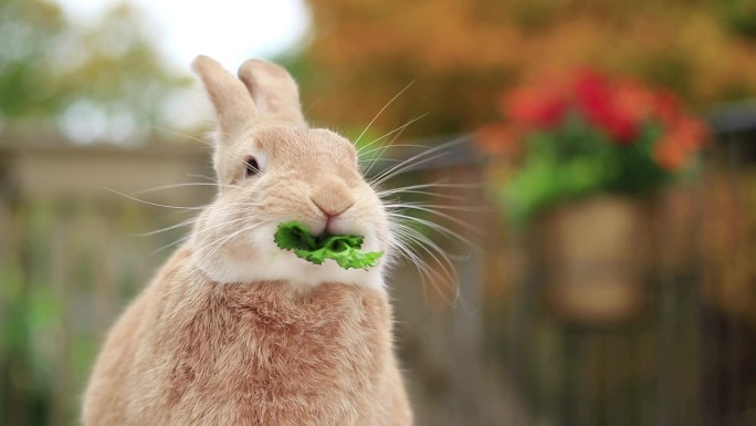 吃菜的兔子萌兔