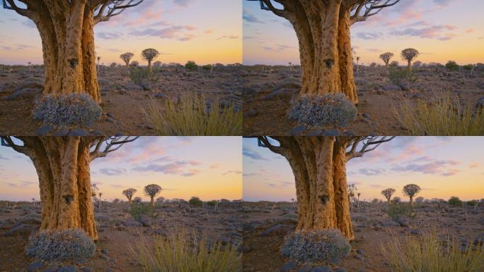 非洲纳米比亚偏远地区的奎维尔树