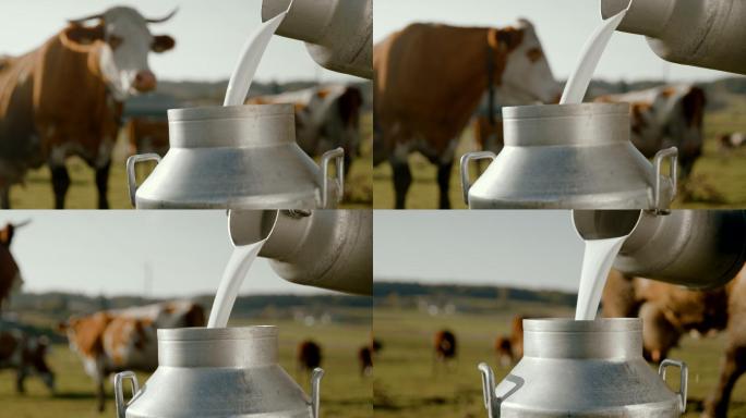 斯洛莫农场主在牧场上挤奶后将牛奶倒入桶中