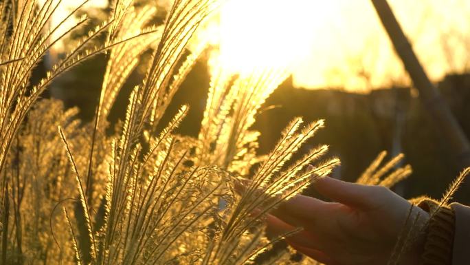 夕阳下手抚芦苇