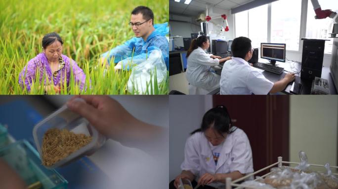 农业 水稻 专家 科研 农产品
