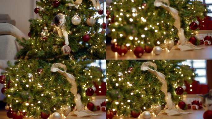 猫在玩装饰好的圣诞树时摔倒了