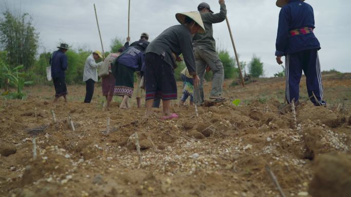 老挝农民在田地里播种