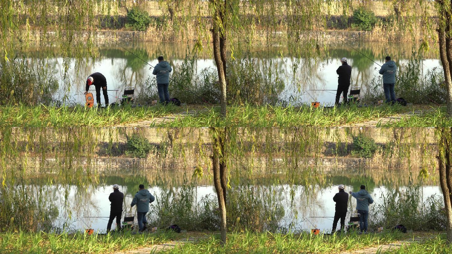 柳树下河边钓鱼