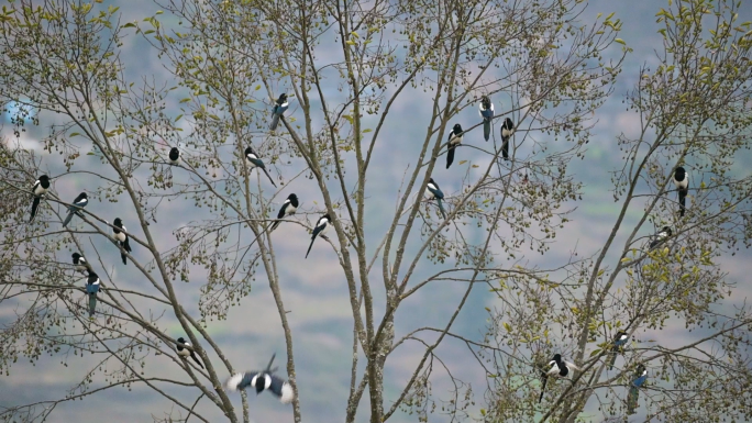 喜鹊满枝头升格实拍素材