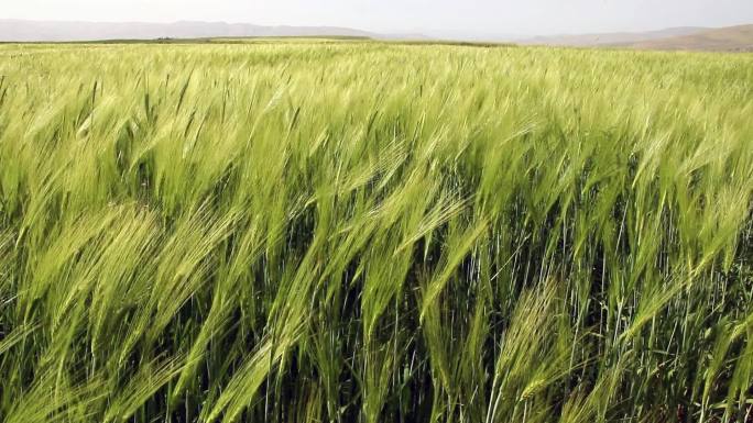 青麦在风中摇曳产地基地产业农业种植三农绿