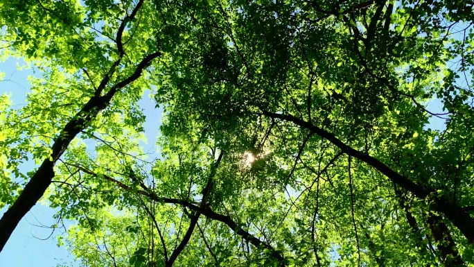 阳光下的森林唯美阳光森林树叶逆光竹林柳树