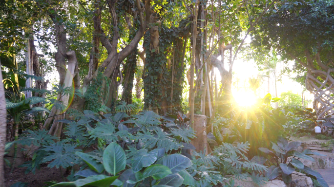 4K植物馆,热带雨林-热带树木
