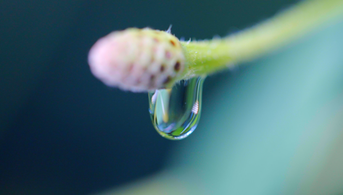 水滴（合集）-滴水-水珠-露珠夏天自然