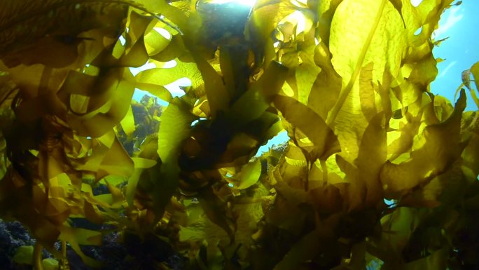 绿色海藻大海潜海海洋海水海菜
