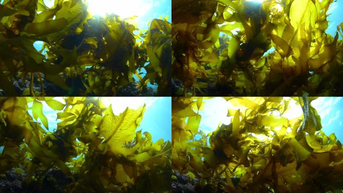 绿色海藻大海潜海海洋海水海菜