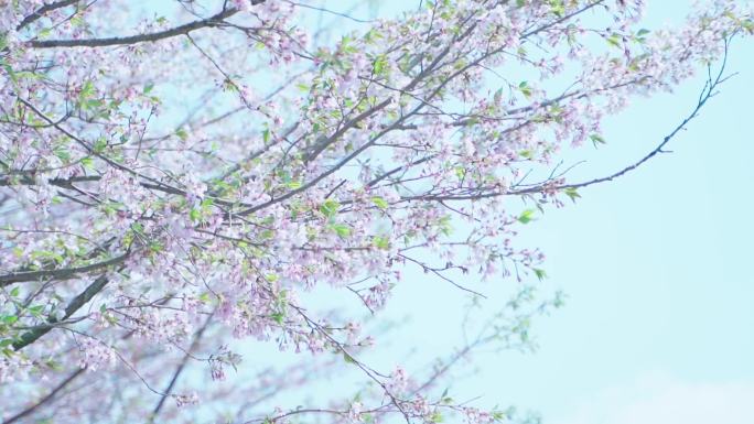 春暖花开樱花枝头