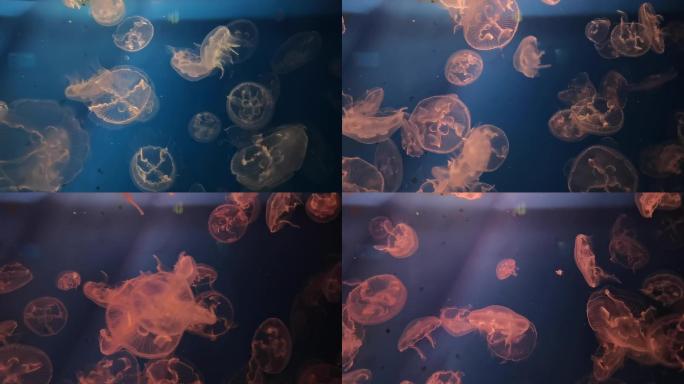 海昌极地海洋公园的水母