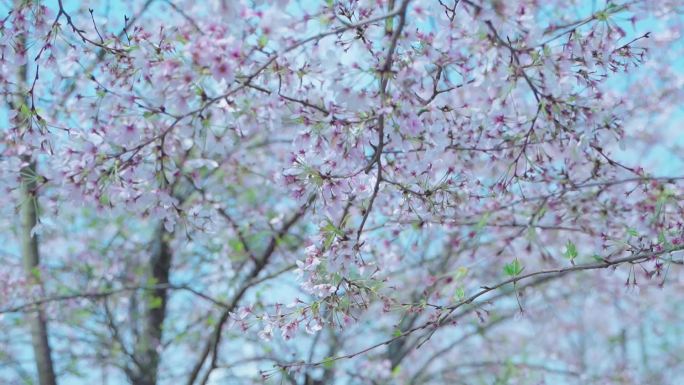 樱花花季