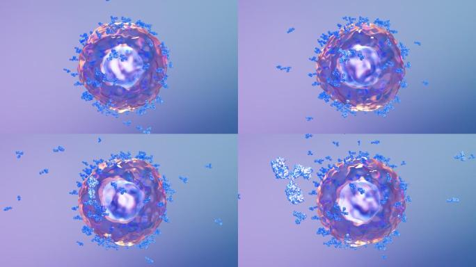 免疫系统激活B细胞产生释放抗体抗病毒02