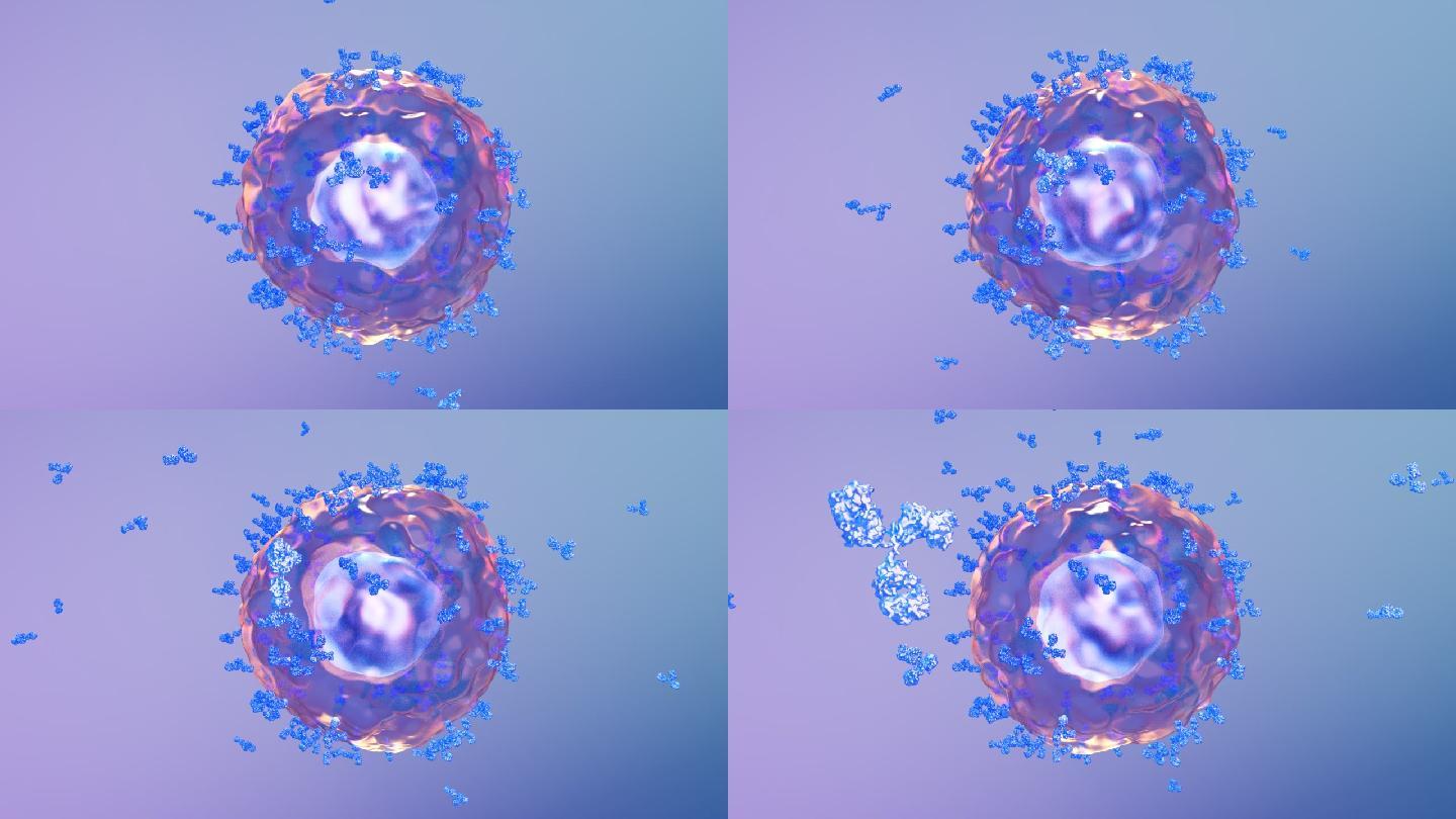 免疫系统激活B细胞产生释放抗体抗病毒02