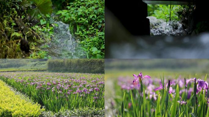 乡村 水流 花 清晨