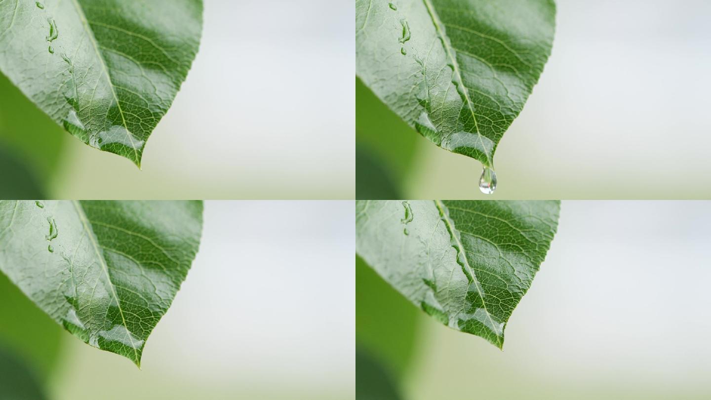 绿叶上落下的水滴的特写镜头